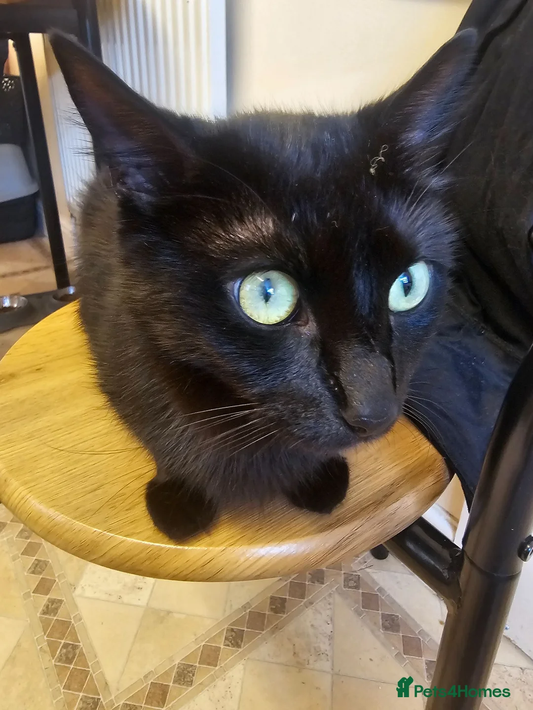 Mixed Breed cats for sale: 3 Playful Black Brother Kittens Looking for Homes - Advert 2