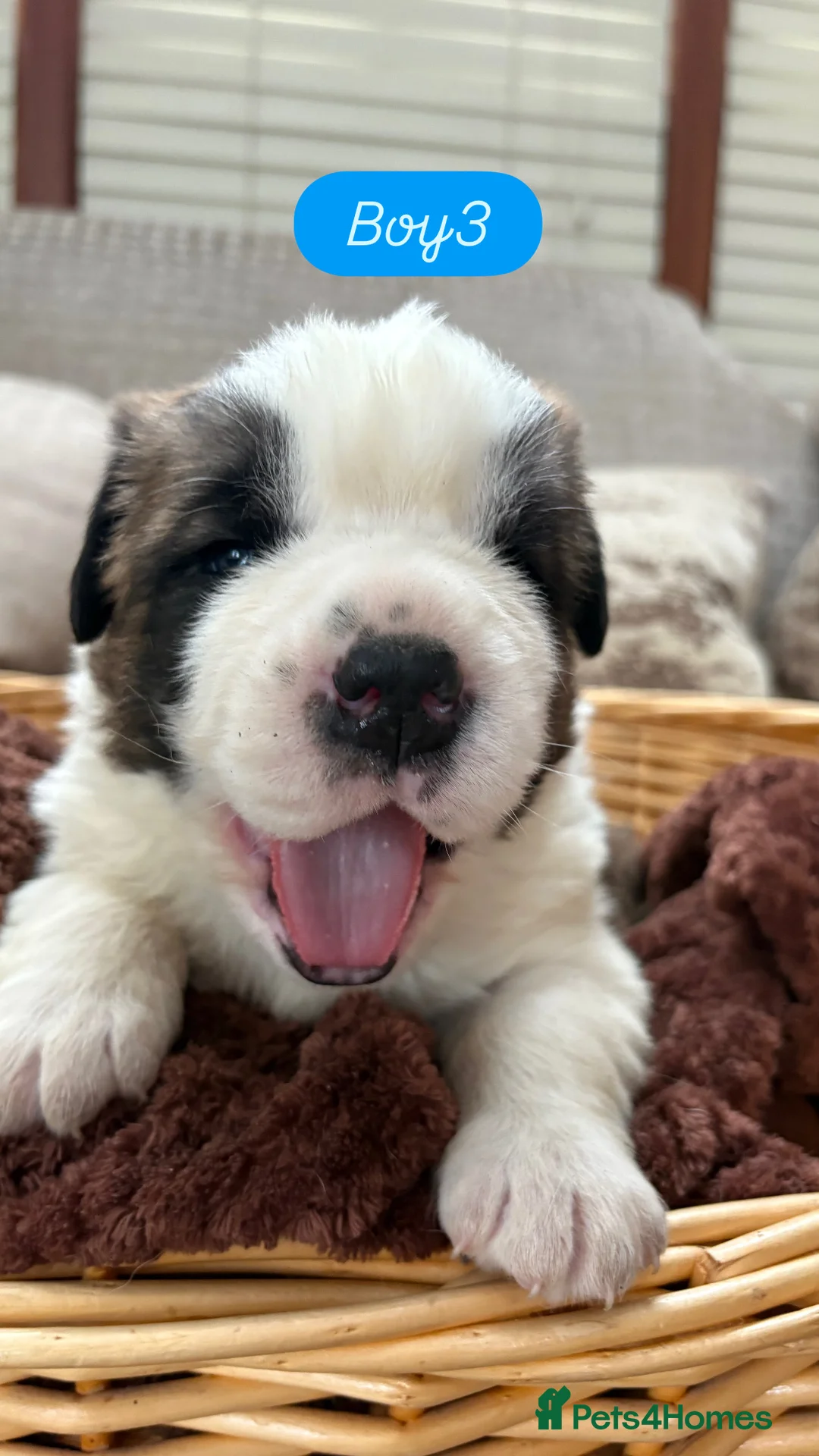 Saint Bernard dogs for sale: Chunky family raised champ blood Saint Bernard 🐶  - Advert 1
