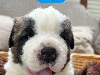 Saint Bernard dogs Chunky family raised champ blood Saint Bernard 🐶 - Advert 1