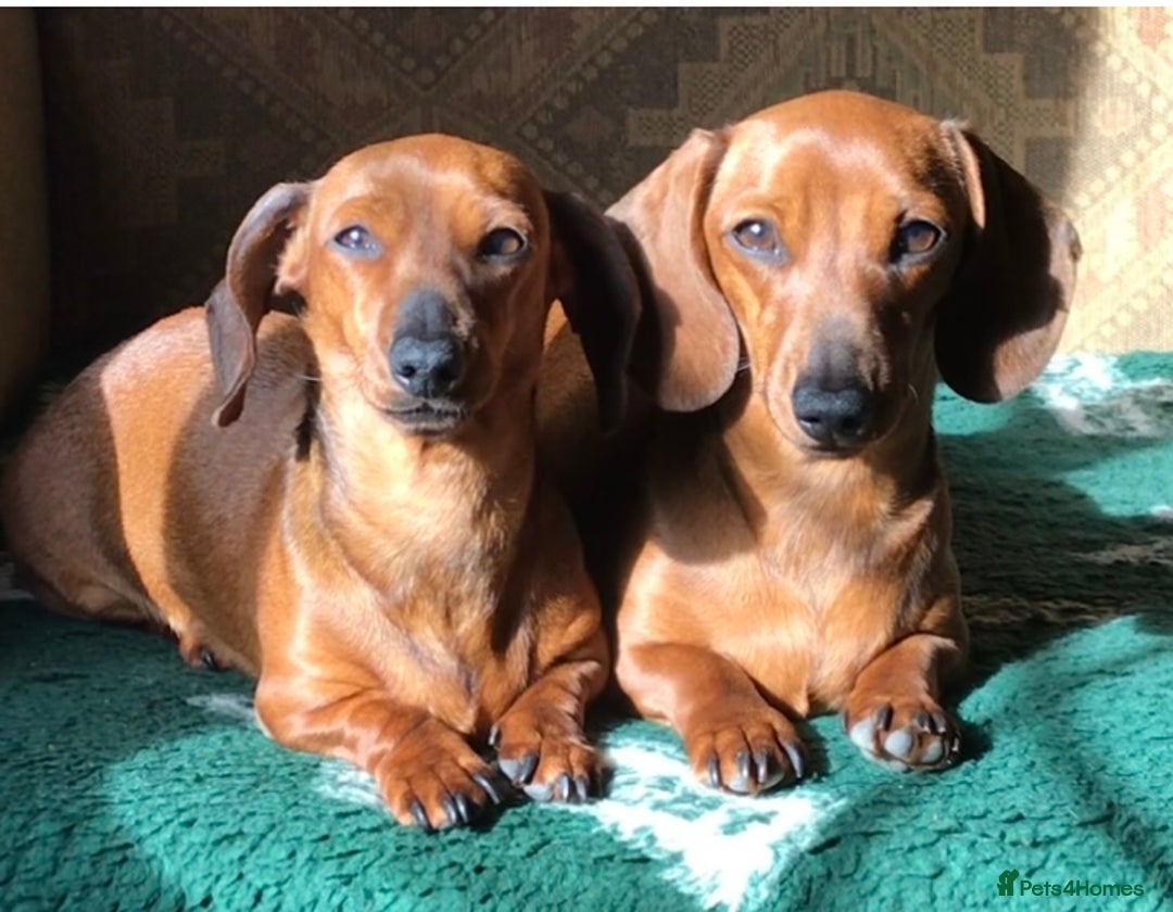 Miniature Dachshund dogs for sale:  PRA clear, Mother is a certified school dog  - Image 9