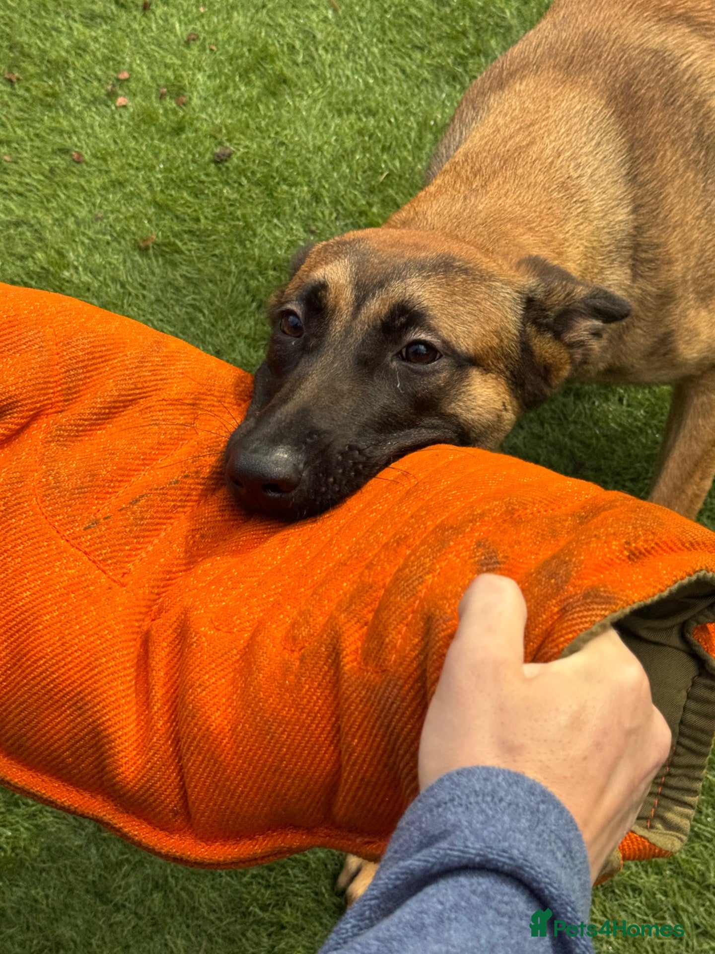 Belgian Shepherd Dog dogs 8 Month Old Mali/Dutch Female Pup BRN 56036 - Advert 1