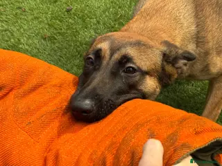 Belgian Shepherd Dog dogs 8 Month Old Mali/Dutch Female Pup BRN 56036 - Advert 1