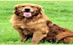 Golden Retriever dogs for sale: KC health tested Working line- FTAW dam  - Image 8