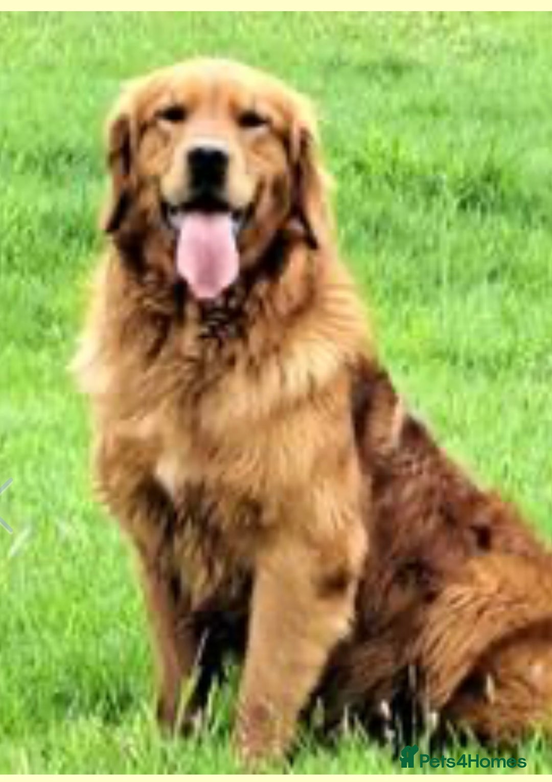 Golden Retriever dogs for sale: KC health tested Working line- FTAW dam  - Image 8