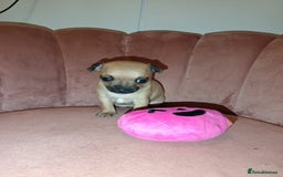 Chihuahua dogs for sale: Chihuahua girls 🩷🩷🩷 - Advert 9