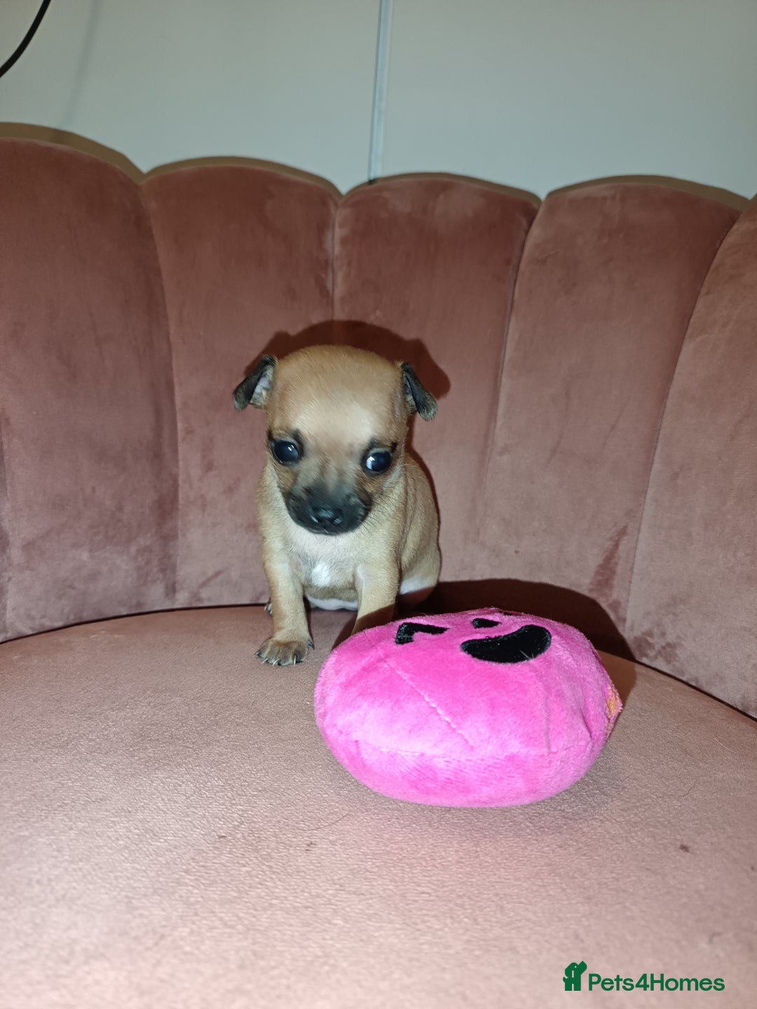 Chihuahua dogs for sale: Chihuahua girls 🩷🩷🩷 - Advert 9