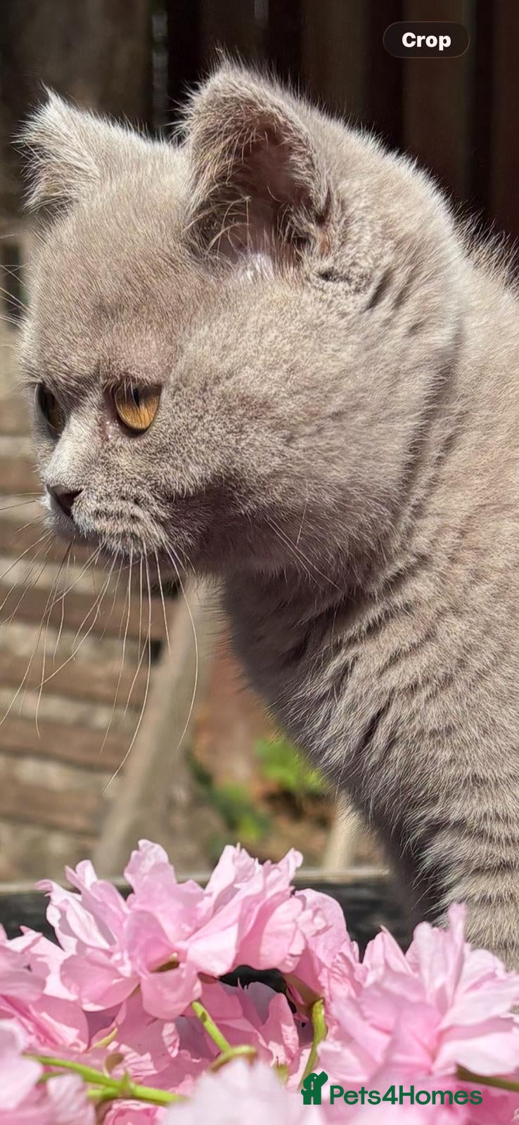 British Shorthair cats British Shorthair Pedigree kittens*READY NOW* - Advert 2