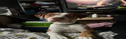 Mixed Breed dogs for sale: Chief  - Advert 6