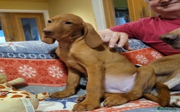 Hungarian Vizsla dogs for sale: Exceptional Vizsla Puppies - 5* Licenced Breeder  - Image 2