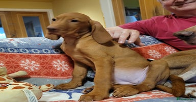 Hungarian Vizsla dogs - Advert 13