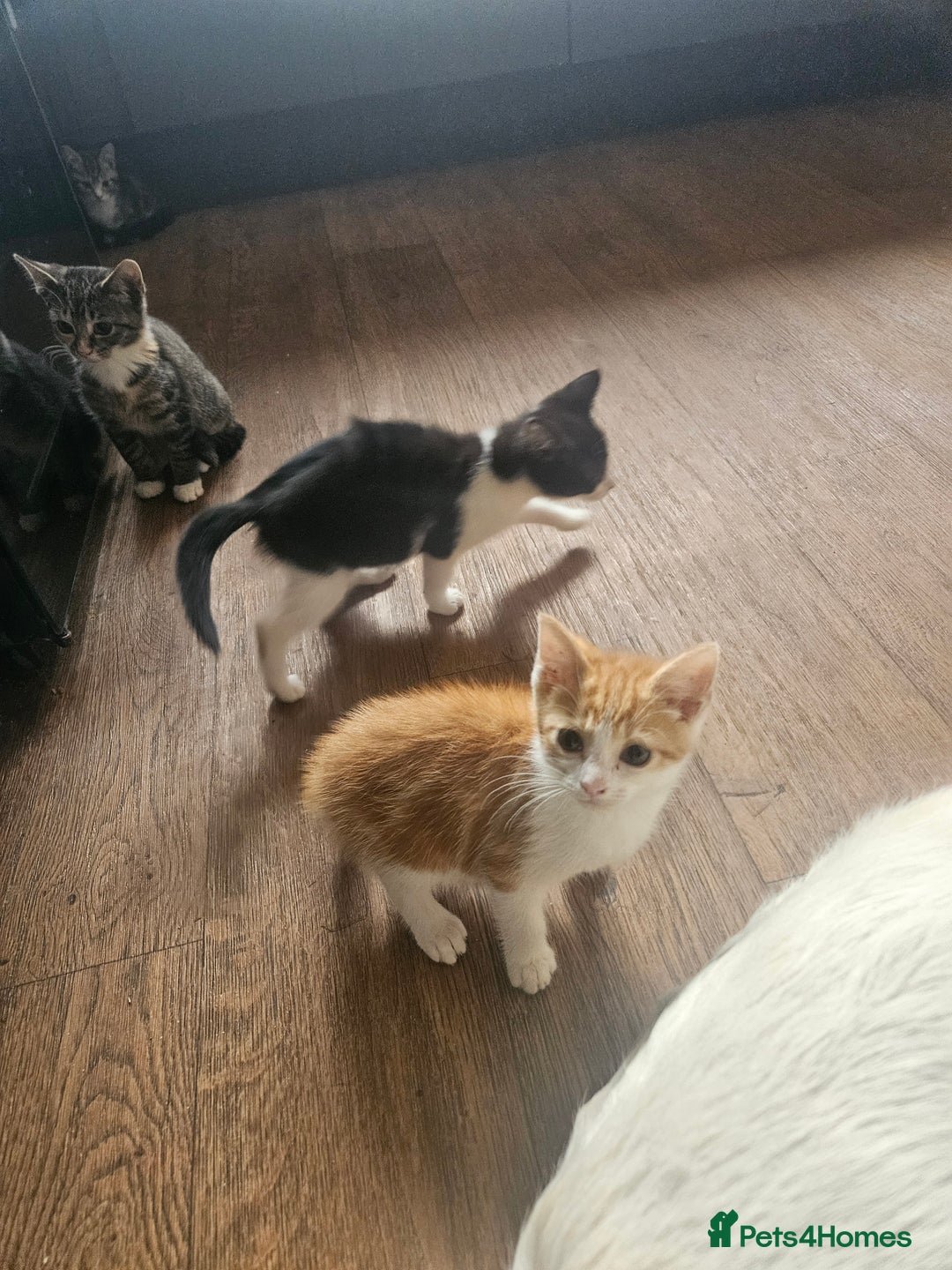 Mixed Breed cats for sale: Friendly Lovely Kittens  - Image 6