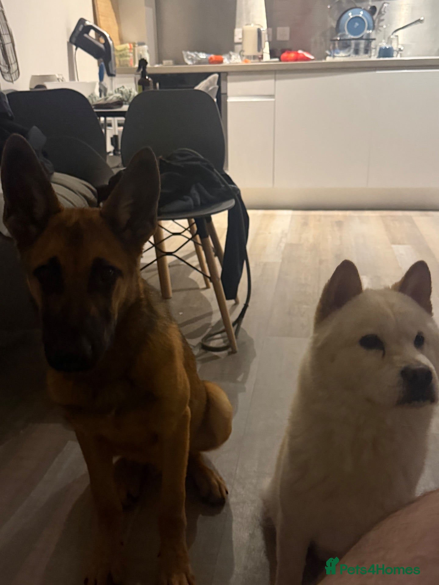 German Shepherd dogs German shepherded x Belgian malonois - Advert 1