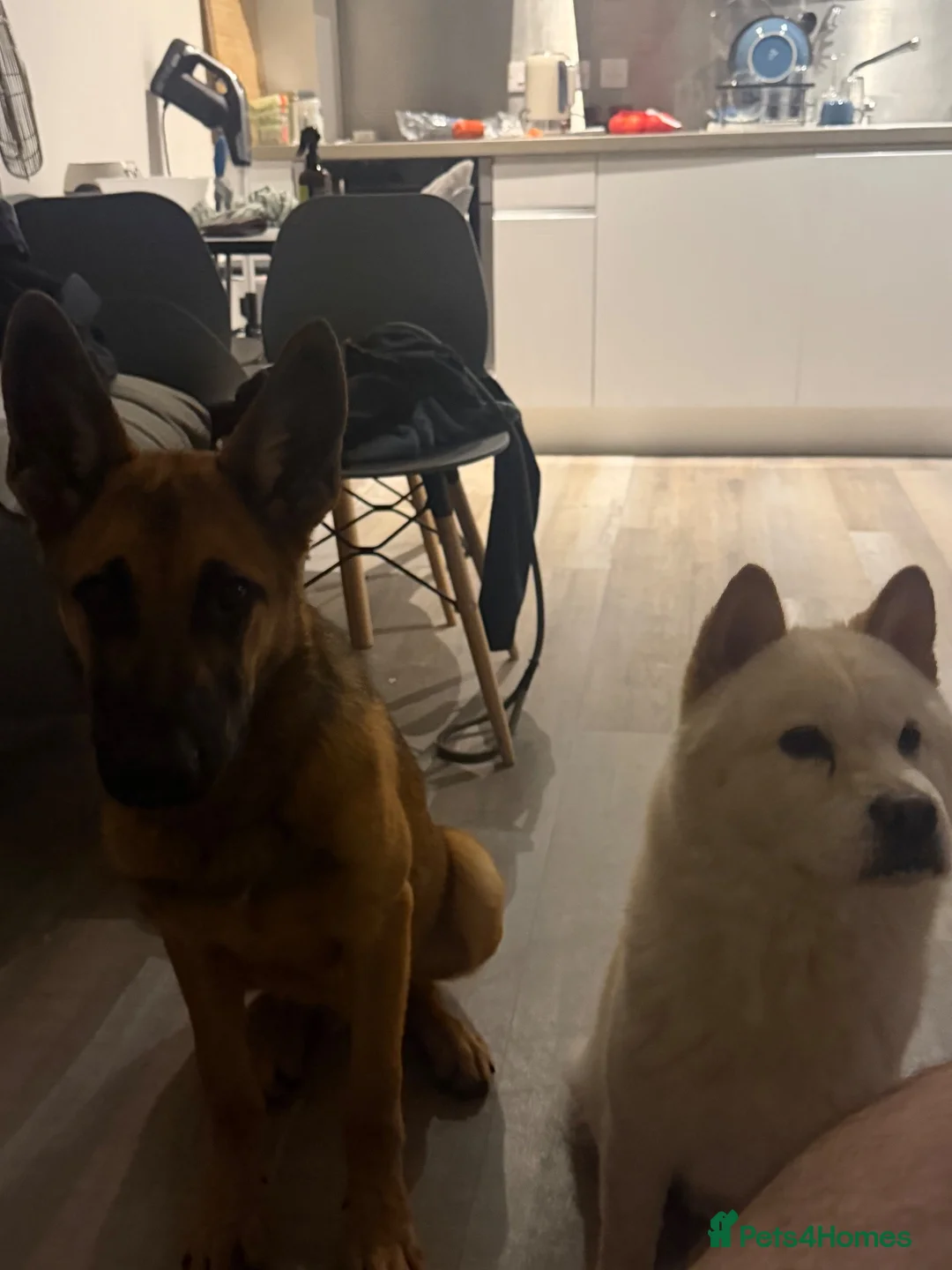 German Shepherd dogs for sale: German shepherded x Belgian malonois - Advert 1
