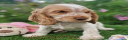 Cocker Spaniel dogs for sale: Pedigree Cocker Spaniel Puppies  - Advert 16