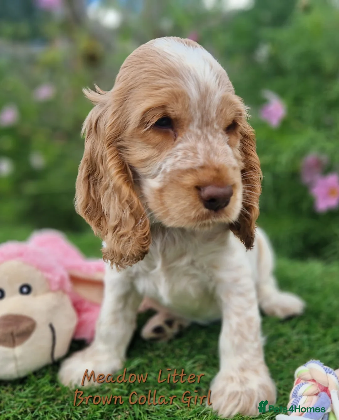 Cocker Spaniel dogs for sale: Pedigree Cocker Spaniel Puppies  - Advert 16