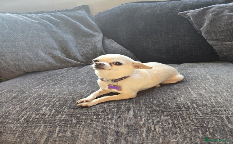 Chihuahua dogs - Advert 11