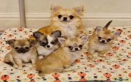 Chihuahua dogs for sale: KC registered Longcoat Chihuahuas - Image 1