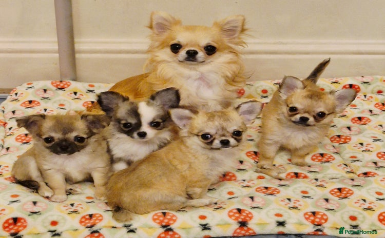 Chihuahua dogs - Advert 1