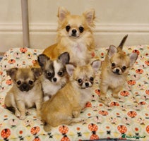 Chihuahua dogs - Advert 34