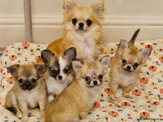 Chihuahua dogs - Advert 4