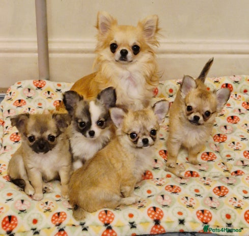 Chihuahua dogs - Advert 1