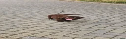 Newfoundland dogs for sale: Newfoundland pups for sale - Advert 2