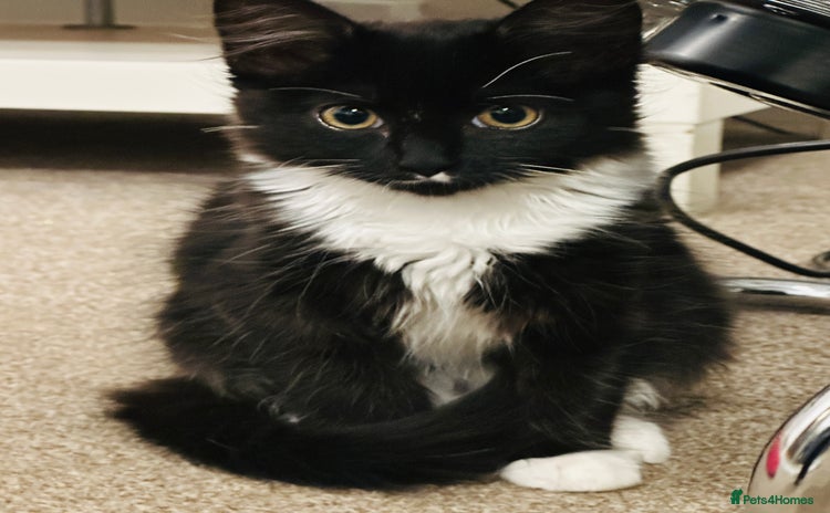 Mixed Breed cats - Advert 2
