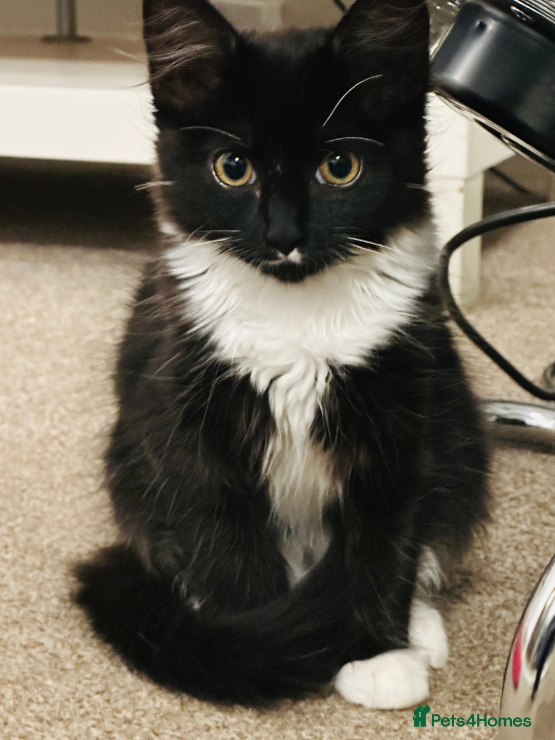 Mixed Breed cats for sale: Pepsi - Image 1