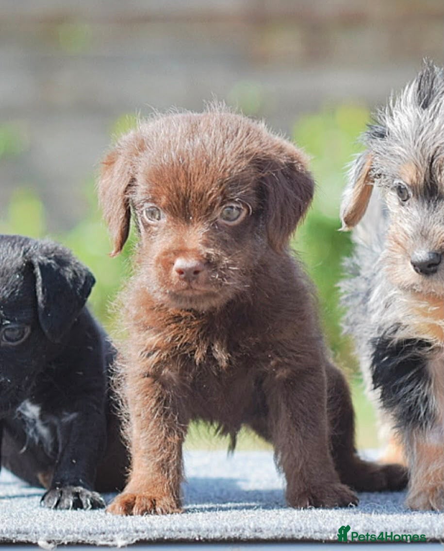 Mixed Breed dogs Patterpoo puppies cute, fun, happy, healthy  - Advert 2
