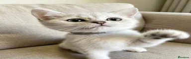 British Shorthair 3