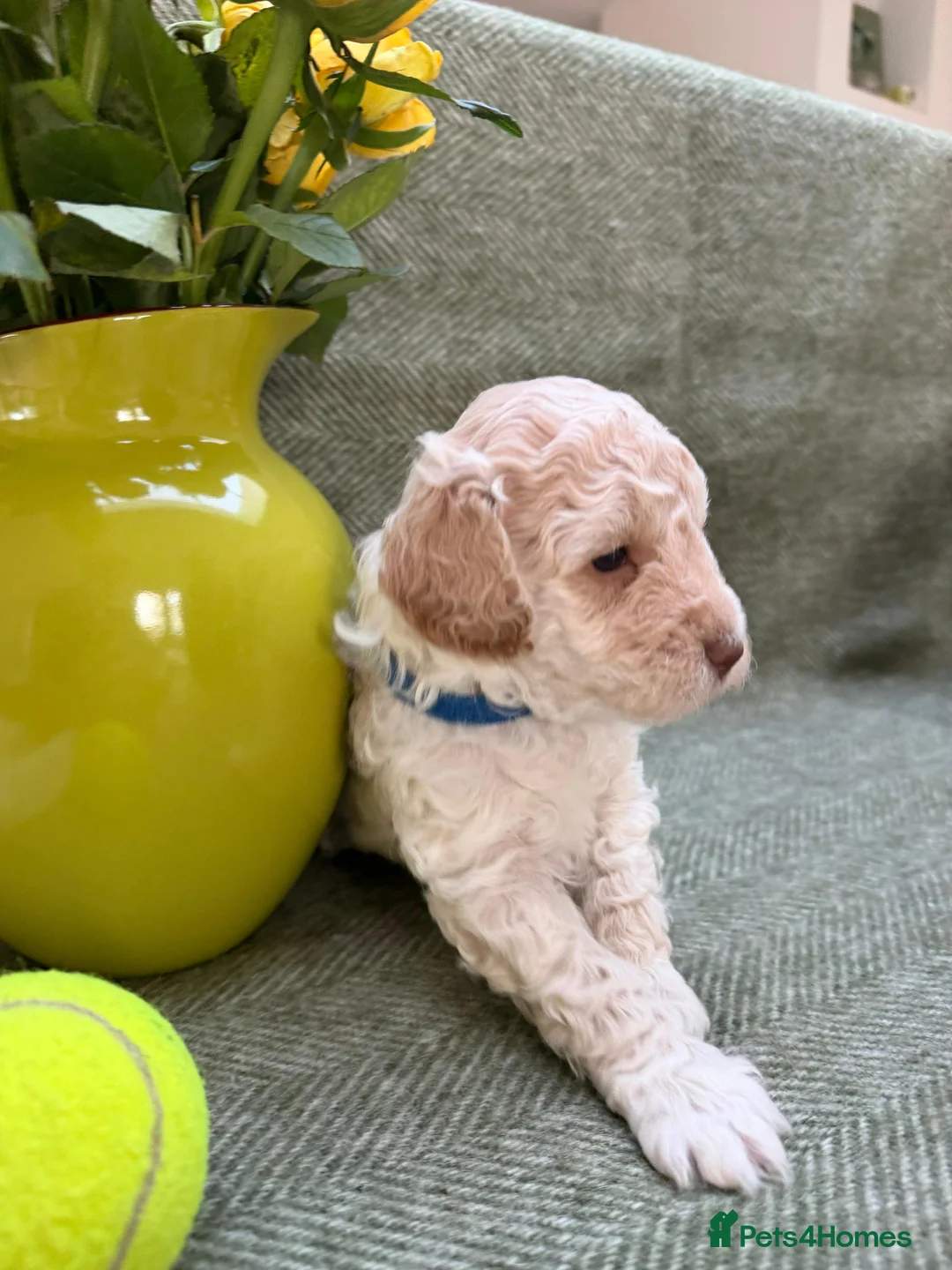 Labradoodle dogs for sale: Gorgeous 3rd Gen Miniature Labradoodle Puppies - Advert 2