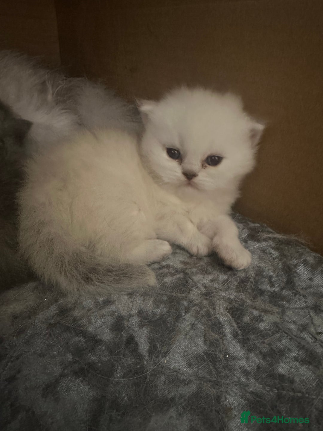 Persian cats for sale: 2 stunning pure pedigree Persian chinchilla kitten - Image 12