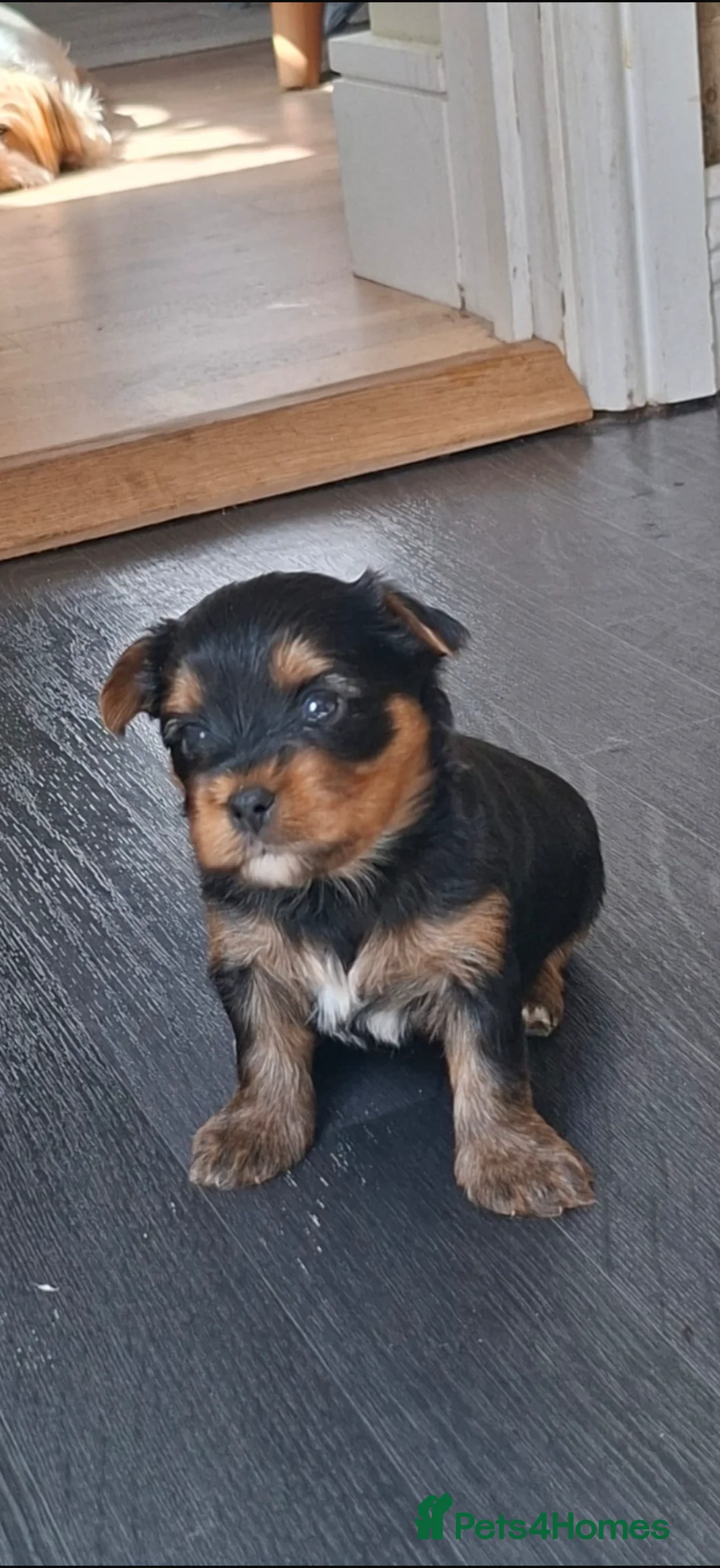 Yorkshire Terrier dogs for sale: Yorkshire terrier puppies for sale  in Peterborough - Advert 2