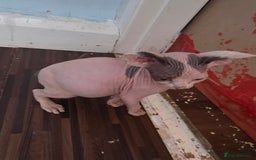 Sphynx cats for sale: 🩵 Beautiful Sphynx Boy – Ready to Leave Now 🩵 - Image 2