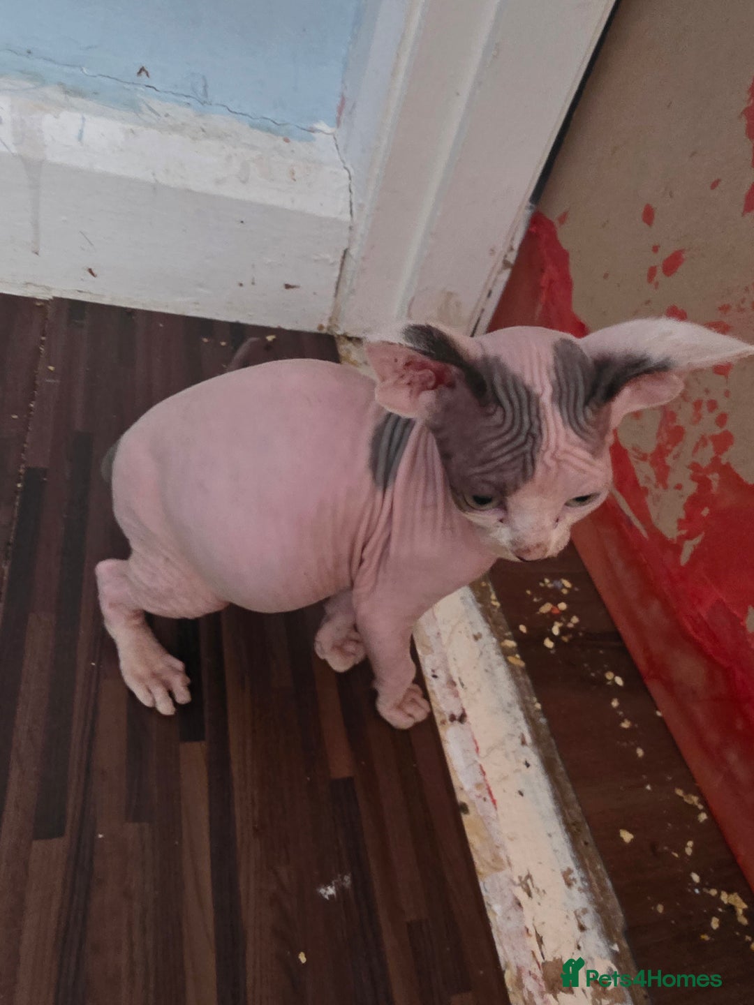 Sphynx cats for sale: 🩵 Beautiful Sphynx Boy – Ready to Leave Now 🩵 - Image 2