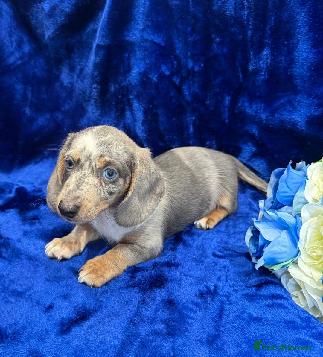 Miniature Dachshund dogs for sale: Miniature dachshunds - Advert 8