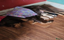 Labrador Retriever dogs for sale: Gorgeous Labradors babys looking for forever home - Image 11