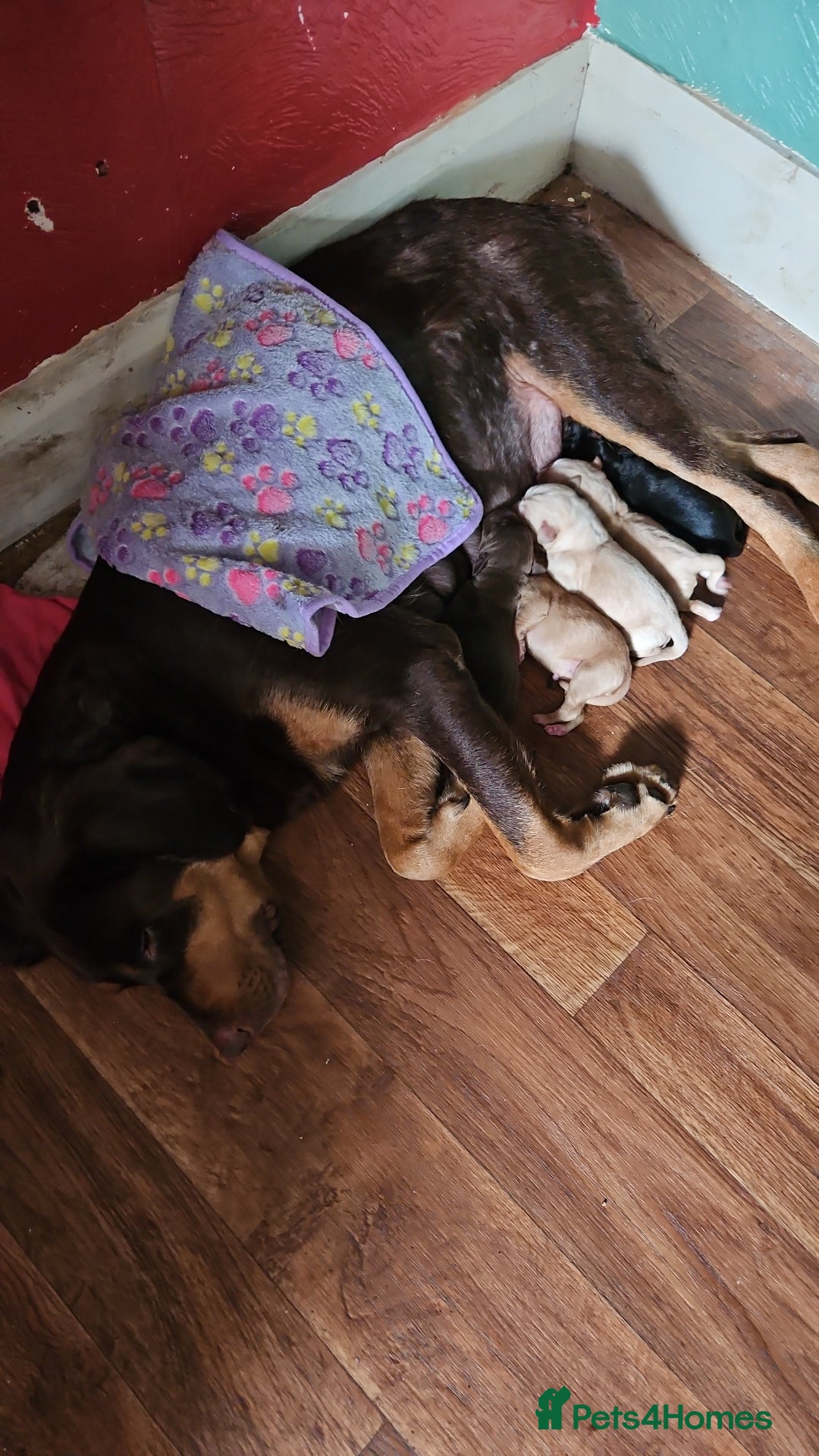 Labrador Retriever dogs for sale: Gorgeous Labradors babys looking for forever home - Image 11