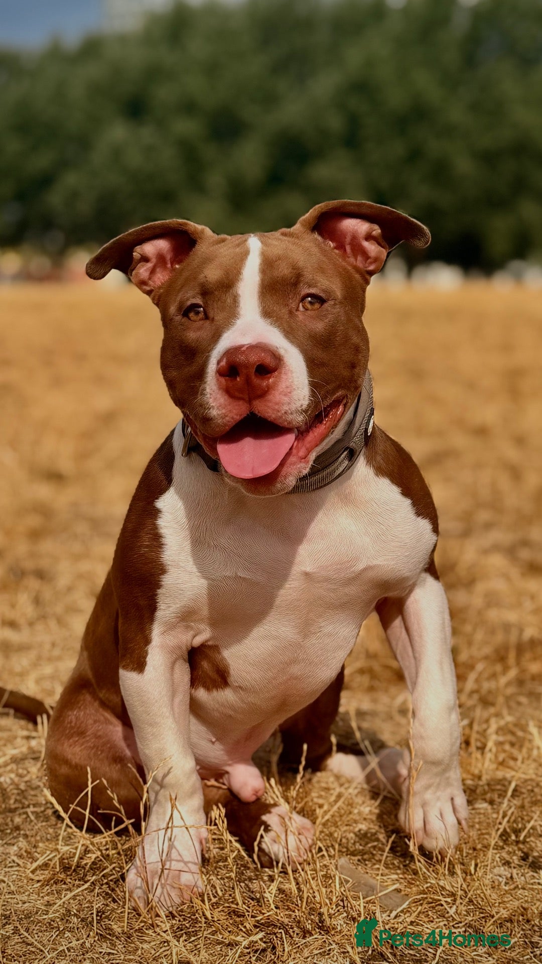 American Bully dogs Pet for home, 6months old pocket - Advert 2