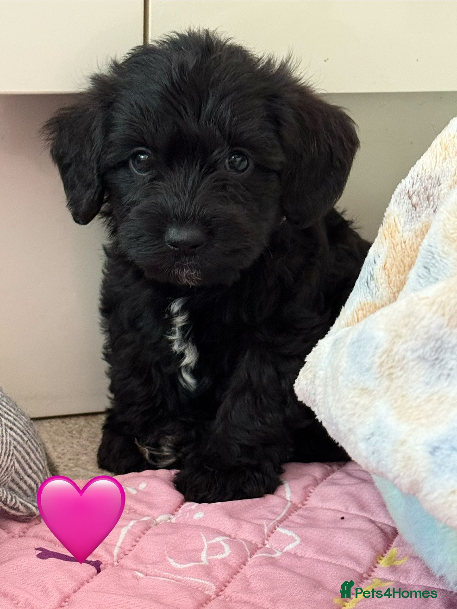 Miniature Schnauzer dogs Beautiful Litter Mini Schnauzer X Mini Poodle - Advert 1