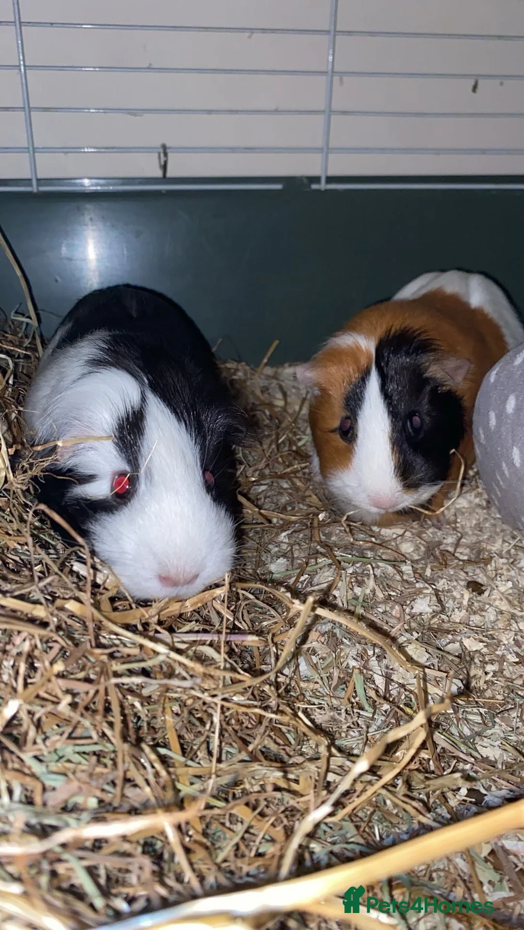 Guinea Pig rodents for sale: Bubble And Squeak - Advert 2