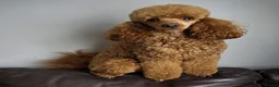 Cavapoo dogs for sale: Ready now Ruby Cavapoo pups 1 boy 4 girls  - Advert 18
