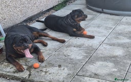 Rottweiler dogs for sale: Kc rottweiler puppies  - Image 24