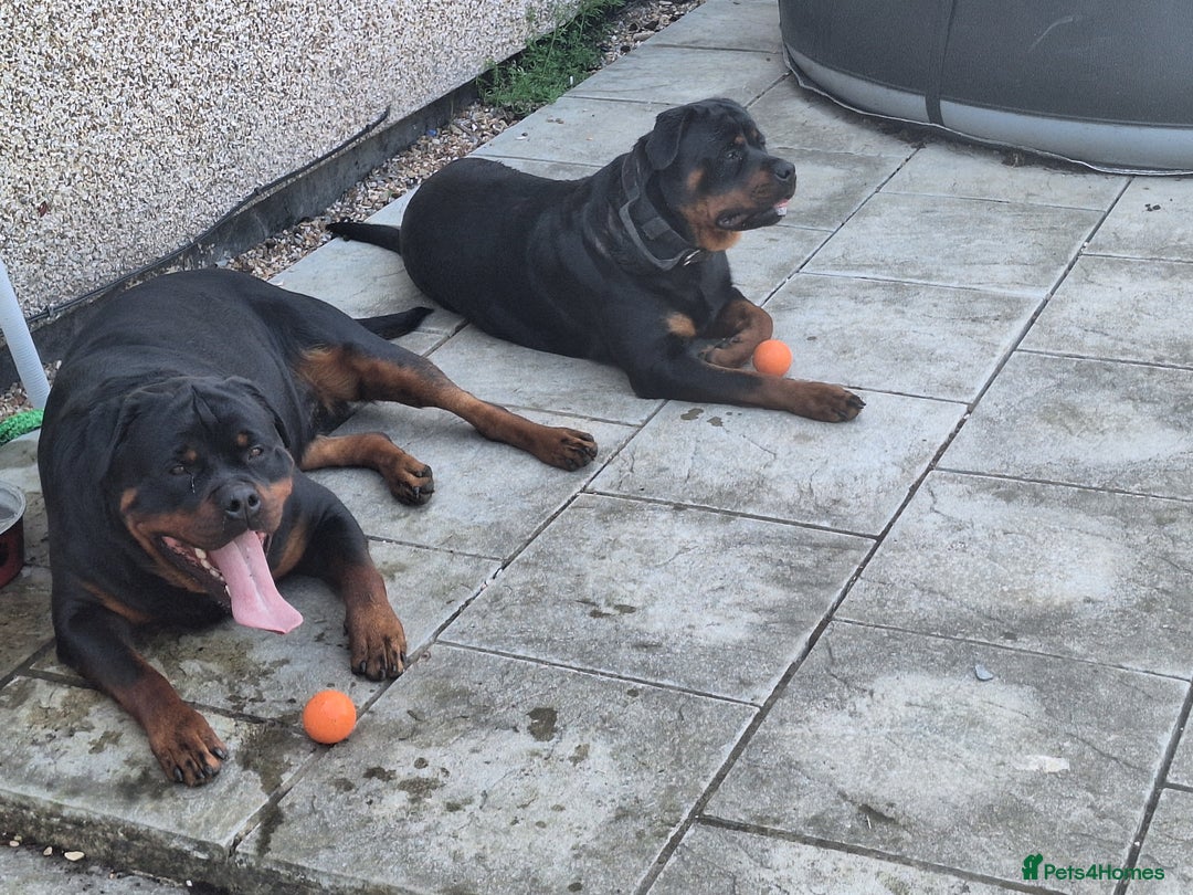 Rottweiler dogs for sale: Kc rottweiler puppies  - Image 24
