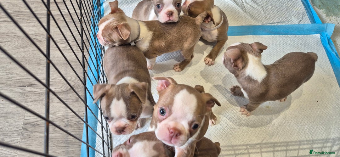 Boston Terrier dogs for sale: KC Reg female Boston Terrier Puppy  in Bristol - Image 4