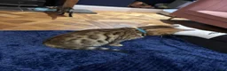Bengal cats for sale: Pure bread Bengals - Advert 7