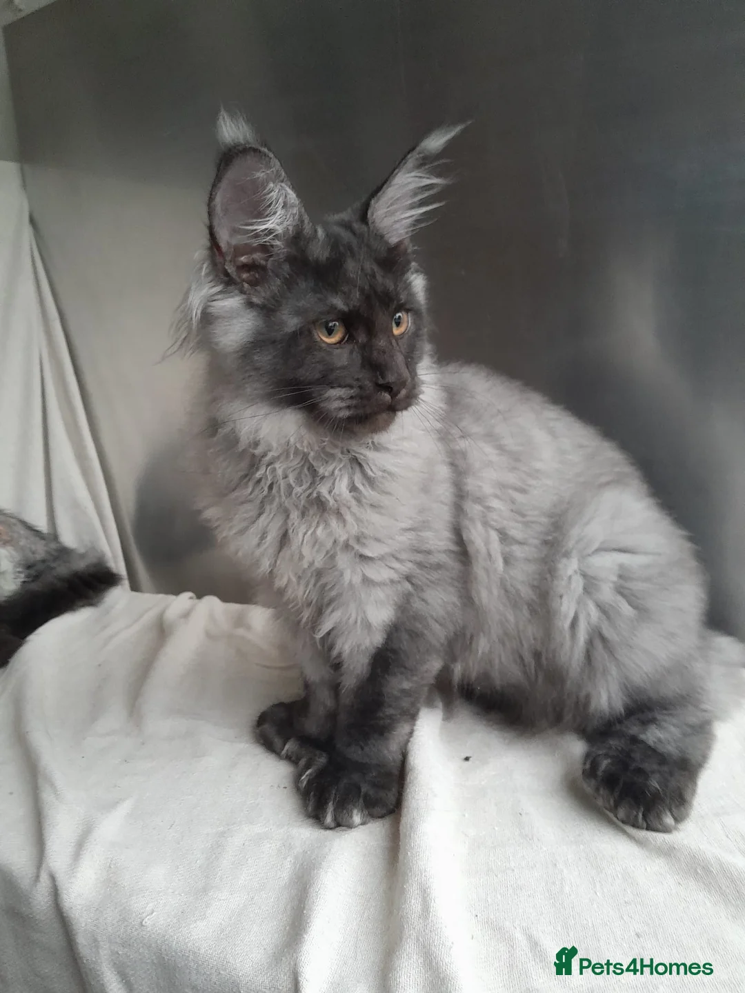 Maine Coon cats for sale: black smoke poly Boy &others 5G TICA maine coon  - Advert 1