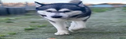 Alaskan Malamute dogs for stud: Two kc registered Male Alaskan malamutes for stud - Advert 6