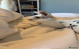English rabbits for sale: Benji the rabbit  - Image 3