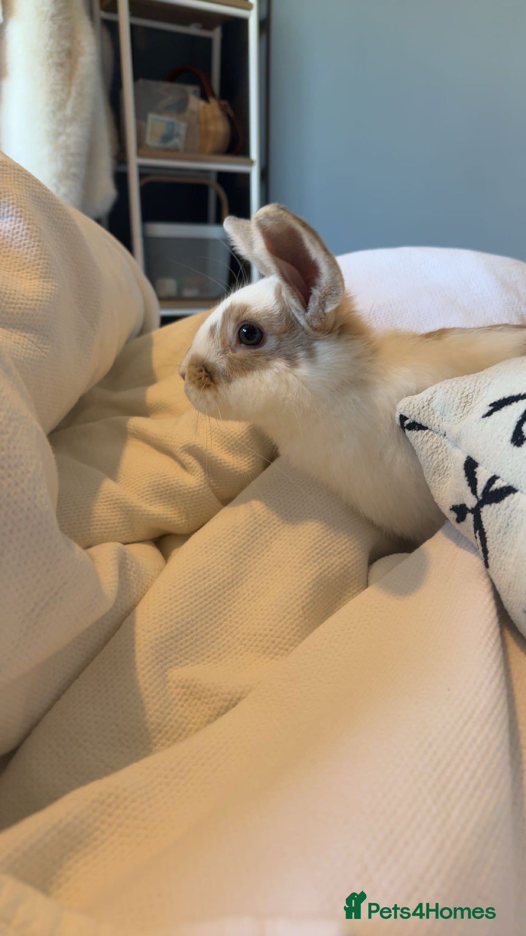 English rabbits for sale: Benji the rabbit  - Image 3